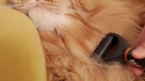 Cute Cat Brushing