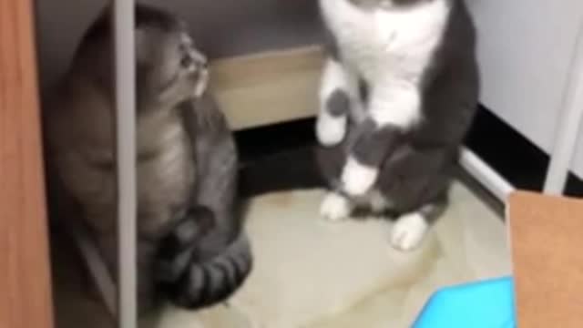 Cat trys to fight but ends up backing out