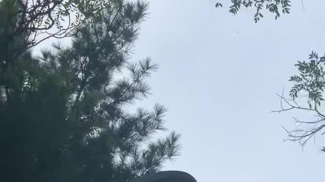 squirrel jumping