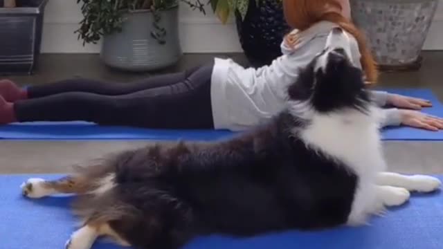 funny dog yoga video with woner