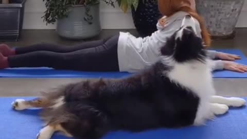 funny dog yoga video with woner