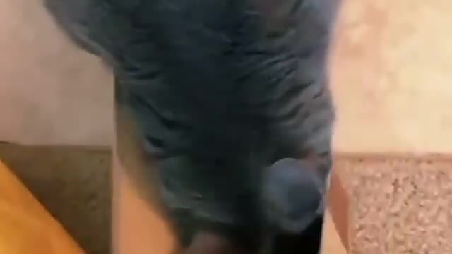 When you buy your cat's toy