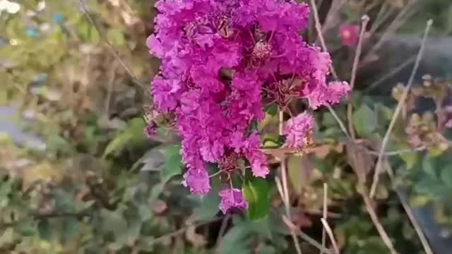 This tree is dying of flowers