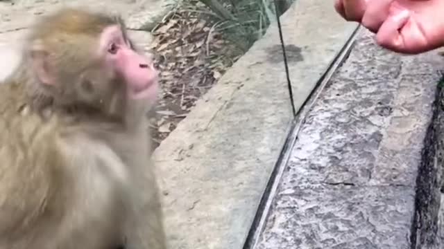 #viral The monkey who was stunned by the magic show he watched.[Video] in 2022 | Cute animals,