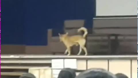 Dog on stage