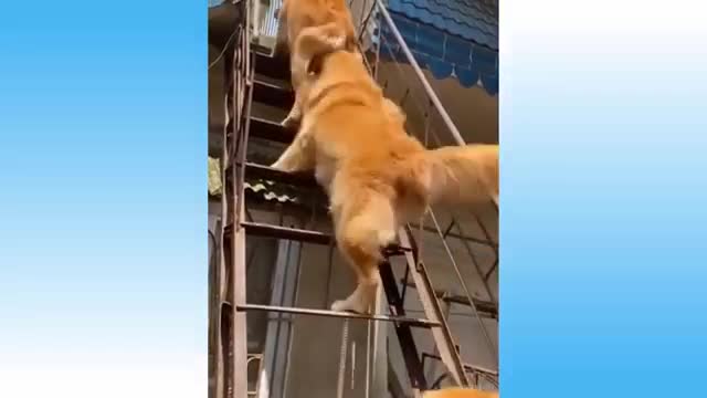 Funny and Cute Cat Video
