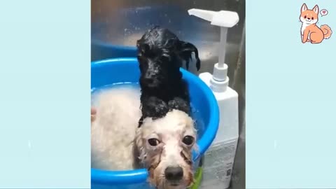 LAUGH at FUNNY DOGS compilation