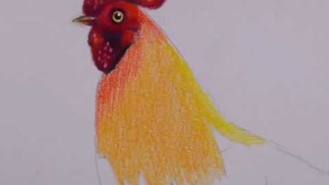 Color The Neck Of A Rooster