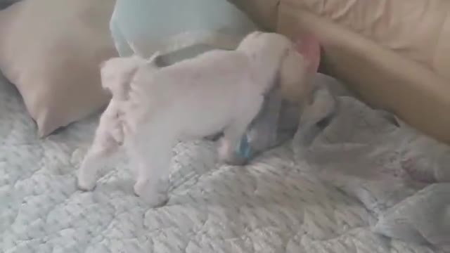 The dog doesn't like to take medicine, so he's hiding it.