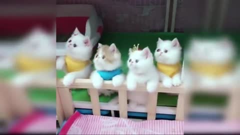 Cute cats