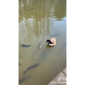 duck eating fish shorts#