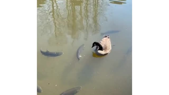 duck eating fish shorts#