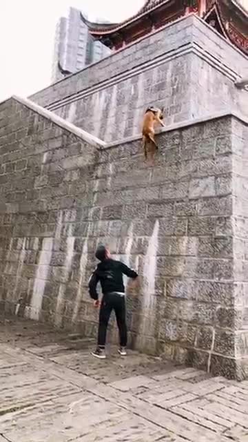 Dog that Fly - Malinois & Alsatian Dogs Show Their Jumping Agility!