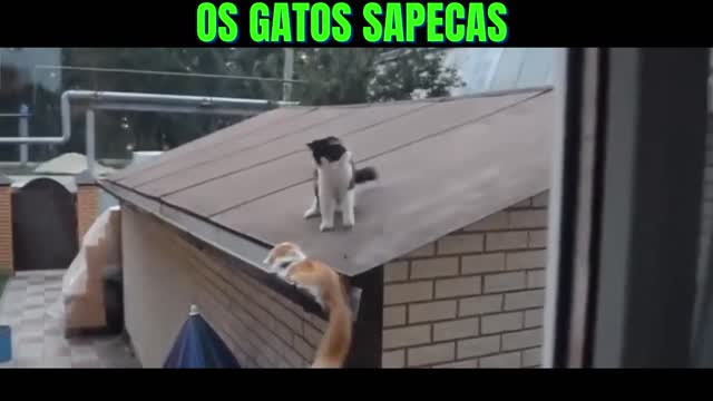 GATOS SAPECAS