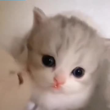 Fanny cat videos | kitty cat video | Cute cat videos | Pet Animal video | Kittycat video