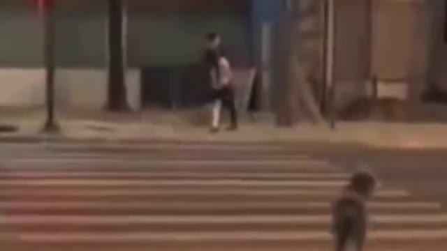 See this dog's lesson for humans when crossing at the crosswalk.