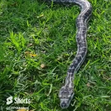 Byford the West Coast Carpet Python