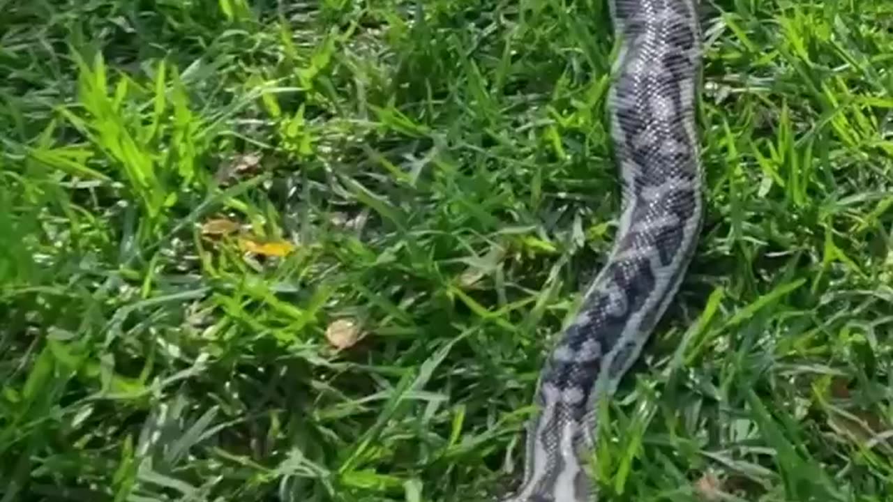 Byford the West Coast Carpet Python