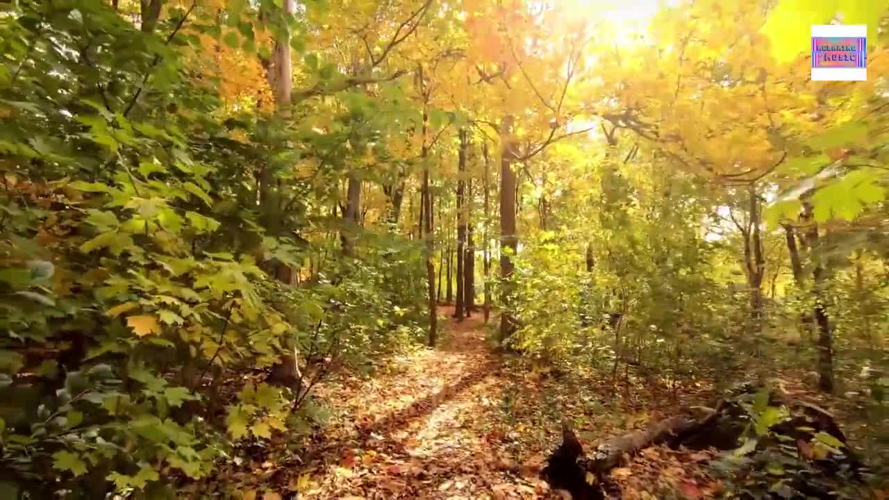SOOTHING RELAXATION/NATURE