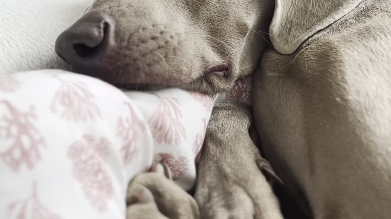 Weimaraner's Whistling Snores