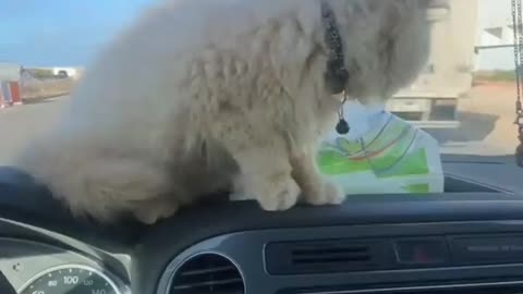 The car driver cat