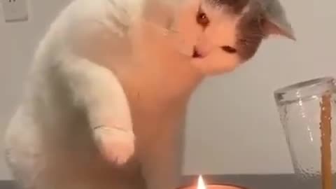 Cute videos #1Funny cat plays with Fire