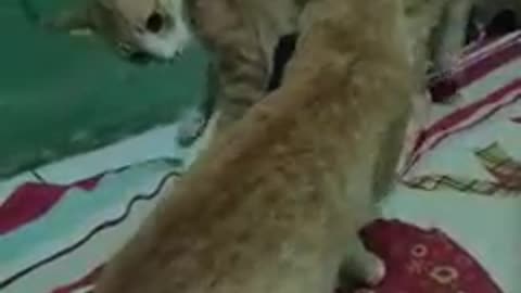 Funny cat