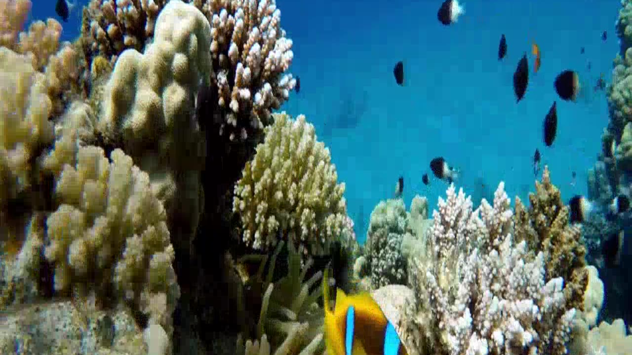 Underwater Relaxation Music : Beautiful Aquarium Coral Reef Fish, Relaxing Ocean Fish