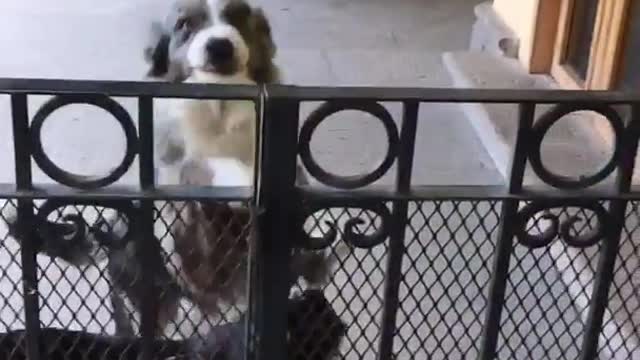 Dogs jump up to welcome owner