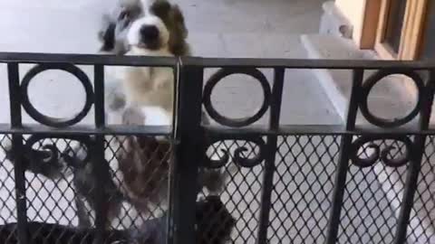 Dogs jump up to welcome owner