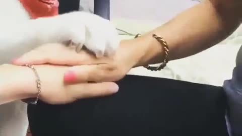 Best Funny Animal Videos 2022 😺 Funny Dog Videos 2022 😁 Funniest Dog Videos 😁😇