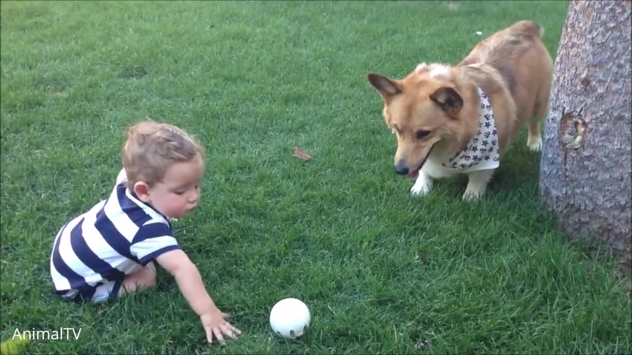 Corgi Are The Best CUTEST Compilation(720p)