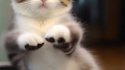 Dancing cat