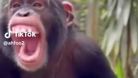 Monky