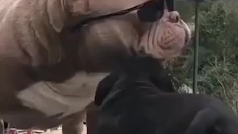 Cool pitbulls got this neighborhood