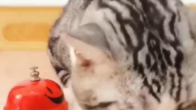 Cute kittens cure the bad mood of the day