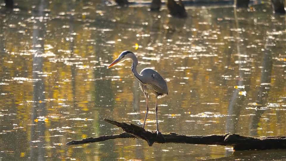 green-parrot-parrot-bird-feathers