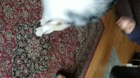 Gibson spinning