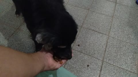 My old dog only eat in my hand 2