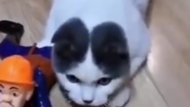 So cute animals ! Pets pranks