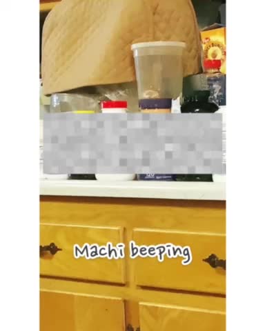 Conure told his brother to STOP IT