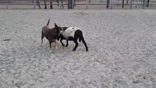 Lamb Chases Kelpie