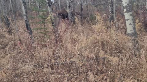 Man Finds Himself Surrounded By Moose