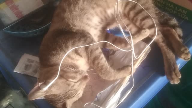 The cat is sleeping and listening to music