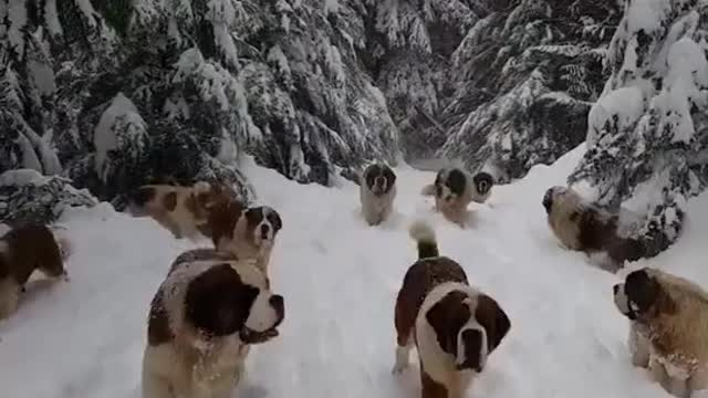 Dogs Enjoying the Snow