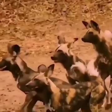 A crocodile kills a hyena dog in front of its relatives.