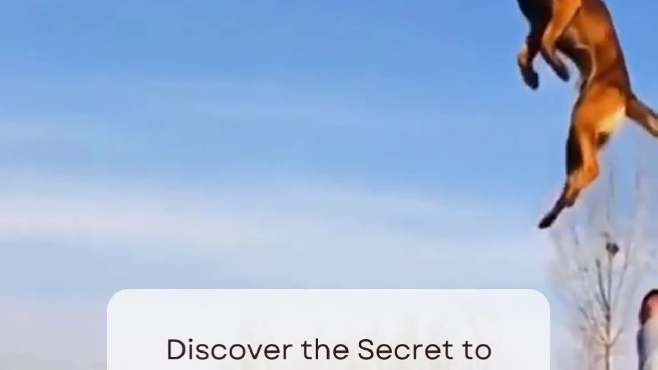 Discover the Secret to Impressive Dog Jump Training #dog #basicobediencetraining #dogobedience