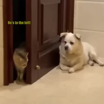 cats and their whispers 😂😂😂