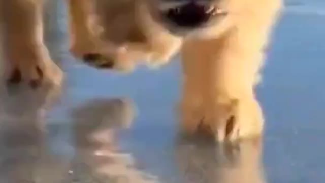 Adorable Cute Puppy Trying To Run Dog Videos