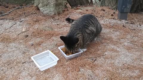 Mountain cat